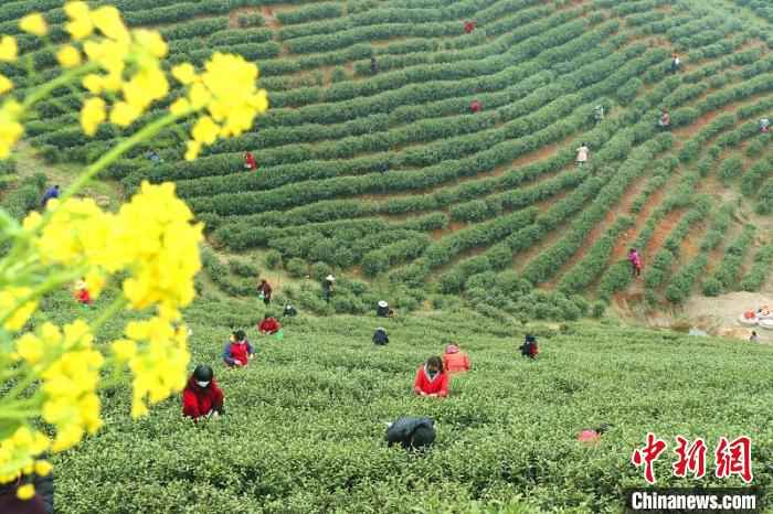  河南信阳春茶迎采摘 茶农万亩茶林间谱“春曲”